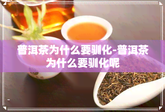 普洱茶为什么要驯化-普洱茶为什么要驯化呢