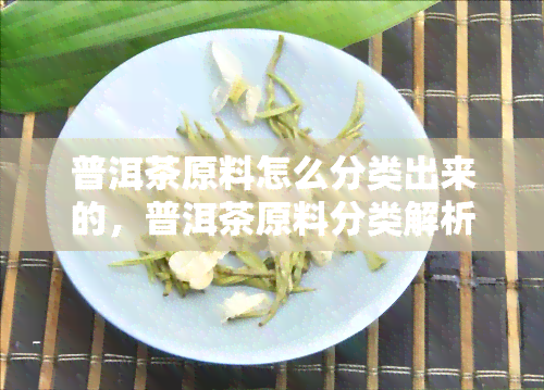 普洱茶原料怎么分类出来的，普洱茶原料分类解析：探索茶叶的分门别类