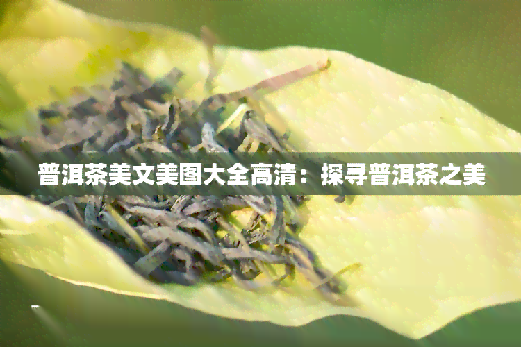 普洱茶美文美图大全高清：探寻普洱茶之美