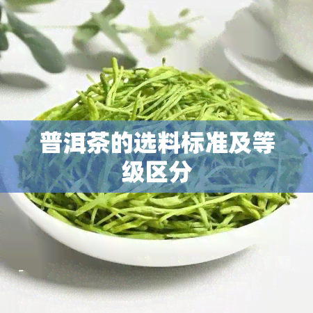 普洱茶的选料标准及等级区分