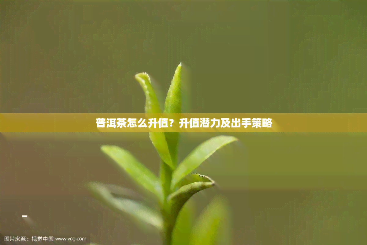 普洱茶怎么升值？升值潜力及出手策略