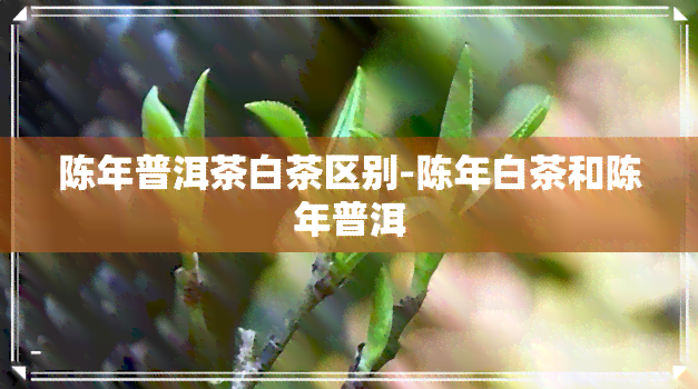 陈年普洱茶白茶区别-陈年白茶和陈年普洱