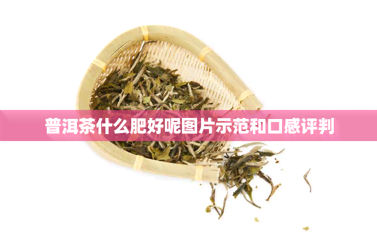 普洱茶什么肥好呢图片示范和口感评判