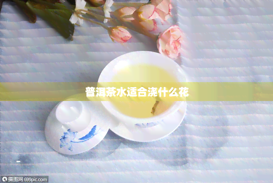 普洱茶水适合浇什么花