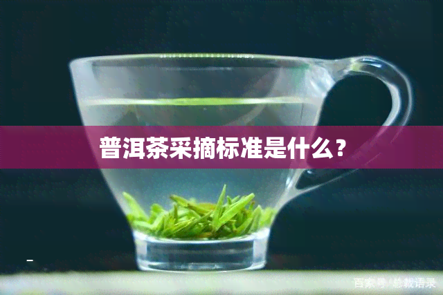 普洱茶采摘标准是什么？