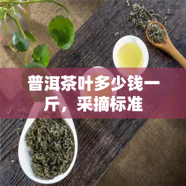 普洱茶叶多少钱一斤，采摘标准