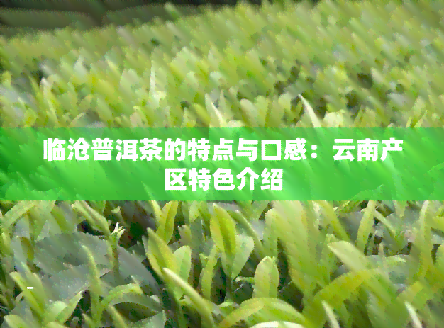 临沧普洱茶的特点与口感：云南产区特色介绍