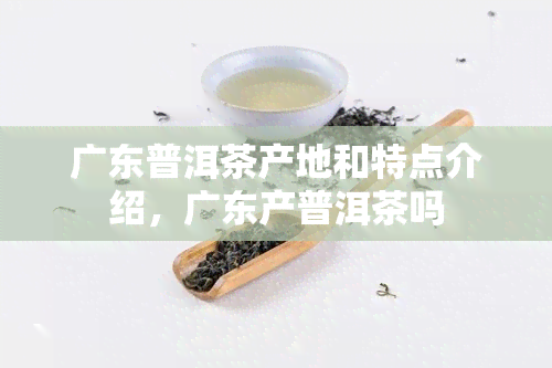 广东普洱茶产地和特点介绍，广东产普洱茶吗