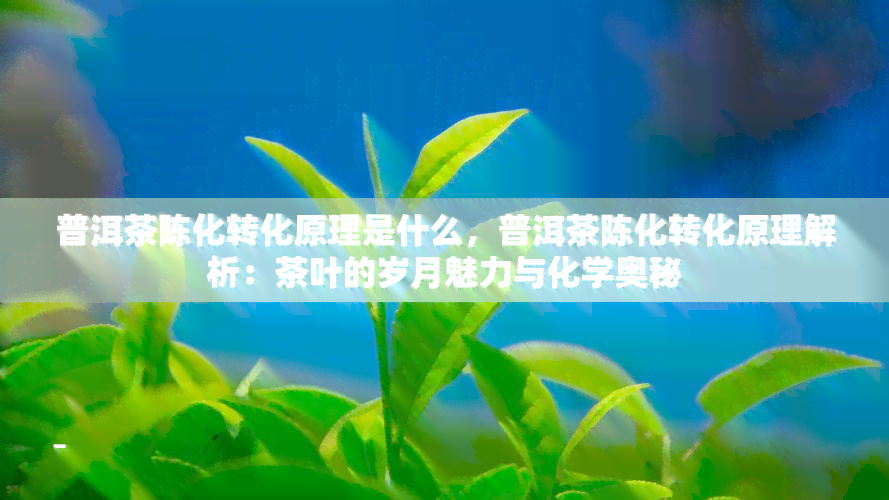 普洱茶陈化转化原理是什么，普洱茶陈化转化原理解析：茶叶的岁月魅力与化学奥秘