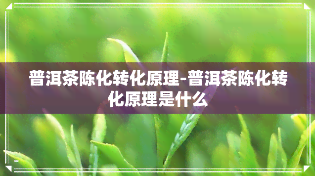 普洱茶陈化转化原理-普洱茶陈化转化原理是什么