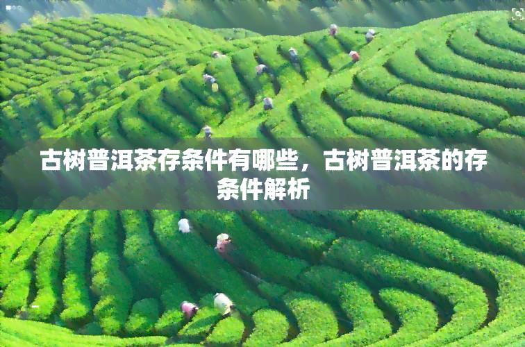 古树普洱茶存条件有哪些，古树普洱茶的存条件解析