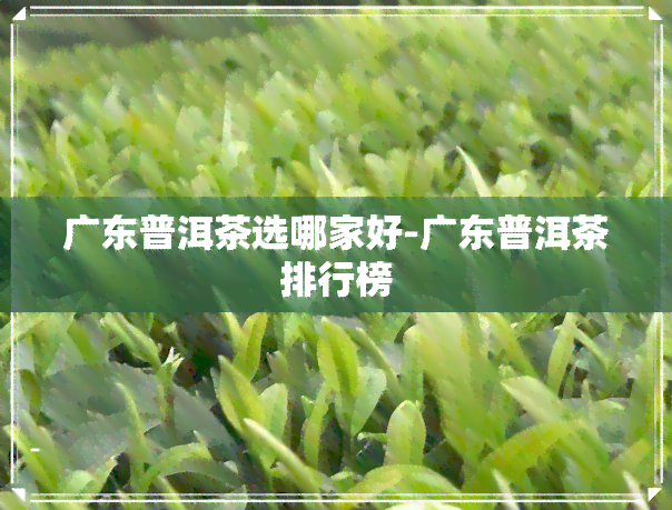 广东普洱茶选哪家好-广东普洱茶排行榜