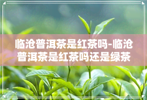 临沧普洱茶是红茶吗-临沧普洱茶是红茶吗还是绿茶