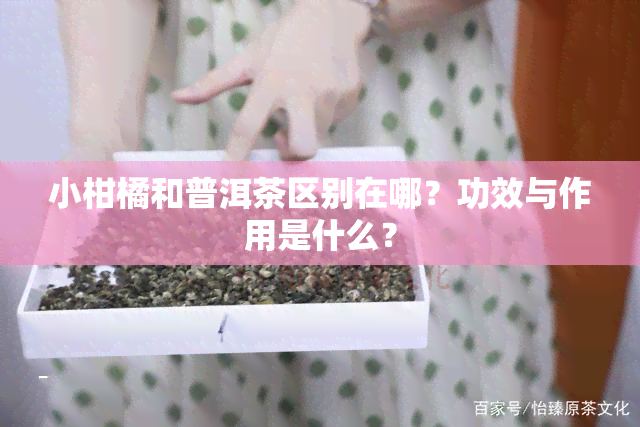 小柑橘和普洱茶区别在哪？功效与作用是什么？