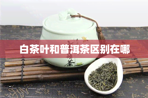 白茶叶和普洱茶区别在哪