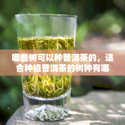 哪些树可以种普洱茶的，适合种植普洱茶的树种有哪些？