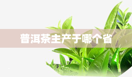 普洱茶主产于哪个省