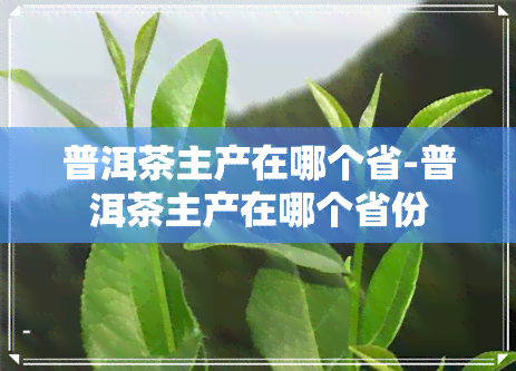 普洱茶主产在哪个省-普洱茶主产在哪个省份