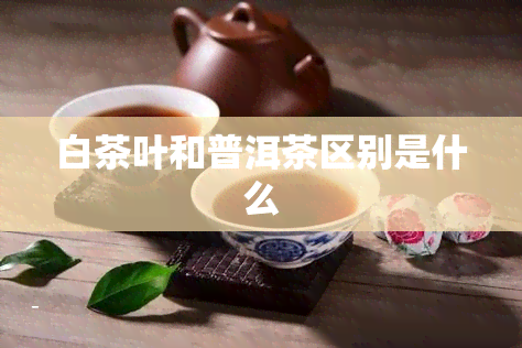 白茶叶和普洱茶区别是什么