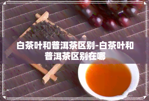 白茶叶和普洱茶区别-白茶叶和普洱茶区别在哪