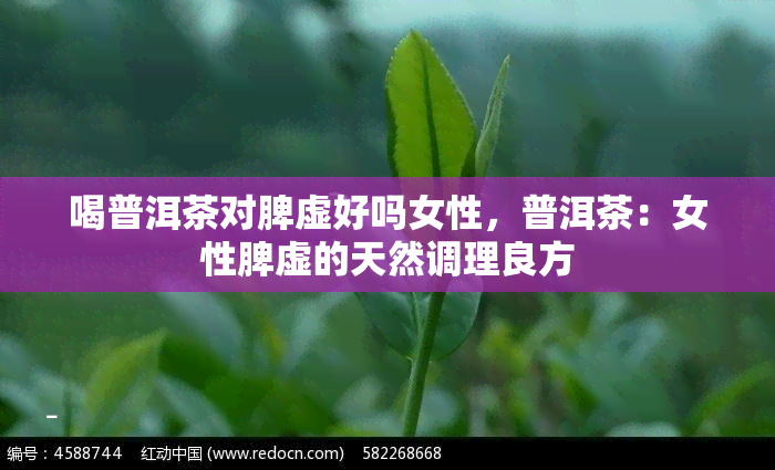 喝普洱茶对脾虚好吗女性，普洱茶：女性脾虚的天然调理良方