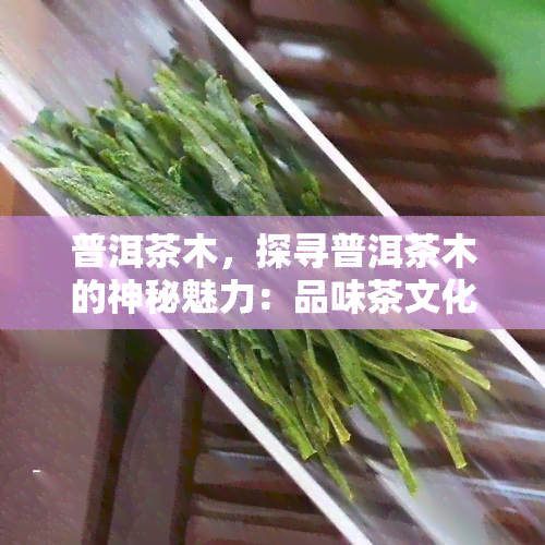 普洱茶木，探寻普洱茶木的神秘魅力：品味茶文化的千年之树