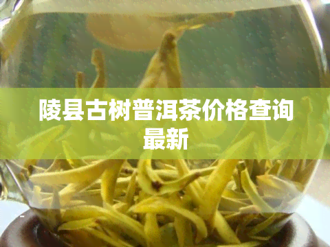 陵县古树普洱茶价格查询最新