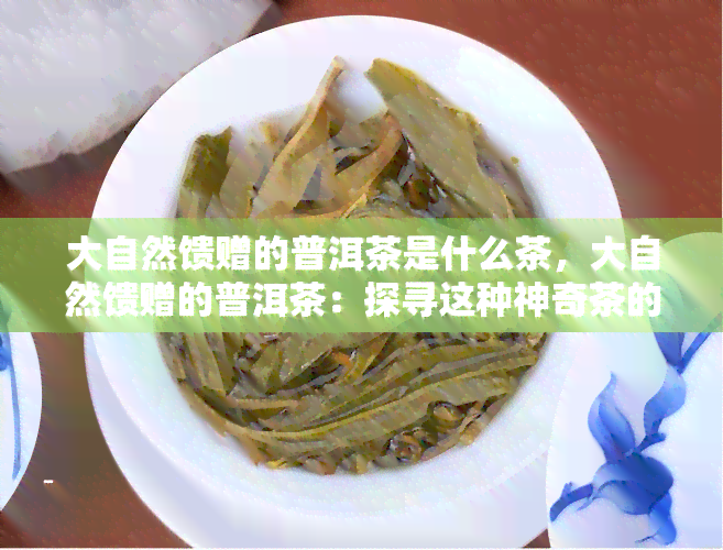 大自然馈赠的普洱茶是什么茶，大自然馈赠的普洱茶：探寻这种神奇茶的秘密