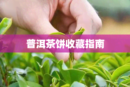 普洱茶饼收藏指南