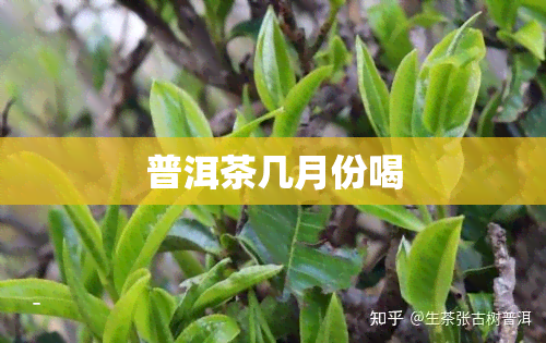 普洱茶几月份喝