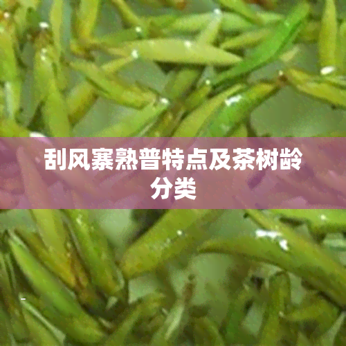 刮风寨熟普特点及茶树龄分类