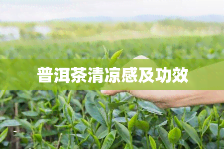 普洱茶清凉感及功效