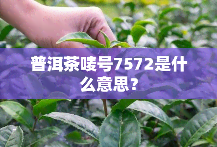 普洱茶唛号7572是什么意思？