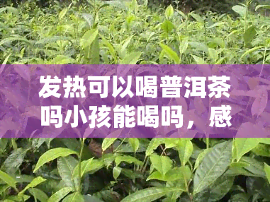 发热可以喝普洱茶吗小孩能喝吗，感冒期间可以喝普洱茶吗