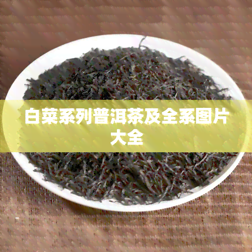 白菜系列普洱茶及全系图片大全