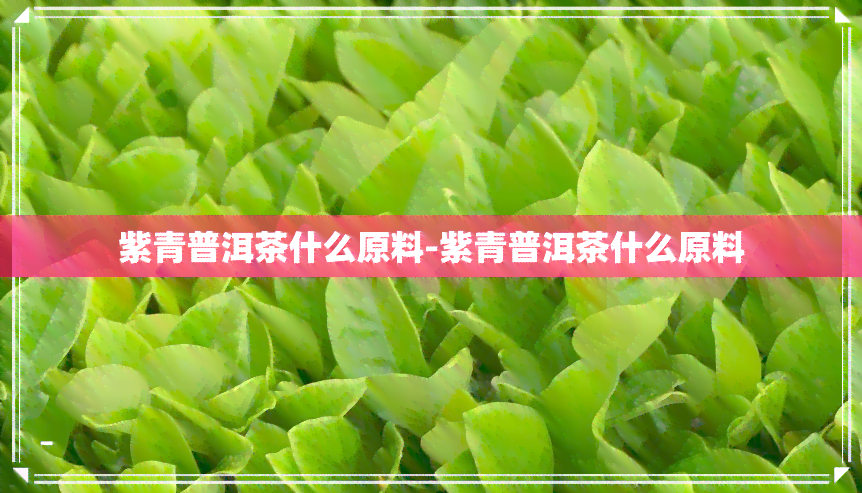 紫青普洱茶什么原料-紫青普洱茶什么原料