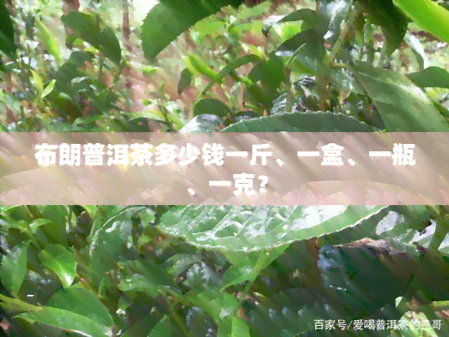 布朗普洱茶多少钱一斤、一盒、一瓶、一克？