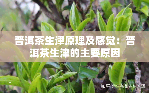 普洱茶生津原理及感觉：普洱茶生津的主要原因