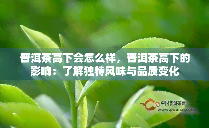 普洱茶高下会怎么样，普洱茶高下的影响：了解独特风味与品质变化