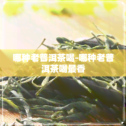 哪种老普洱茶喝-哪种老普洱茶喝最香