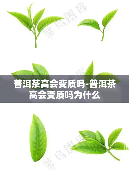 普洱茶高会变质吗-普洱茶高会变质吗为什么