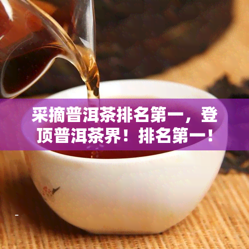 采摘普洱茶排名之一，登顶普洱茶界！排名之一！