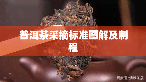 普洱茶采摘标准图解及制程