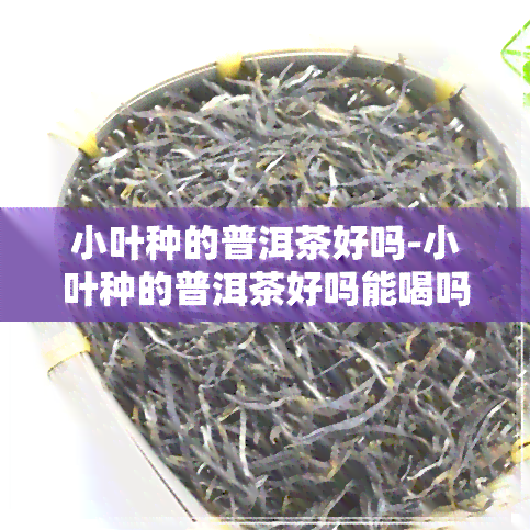 小叶种的普洱茶好吗-小叶种的普洱茶好吗能喝吗