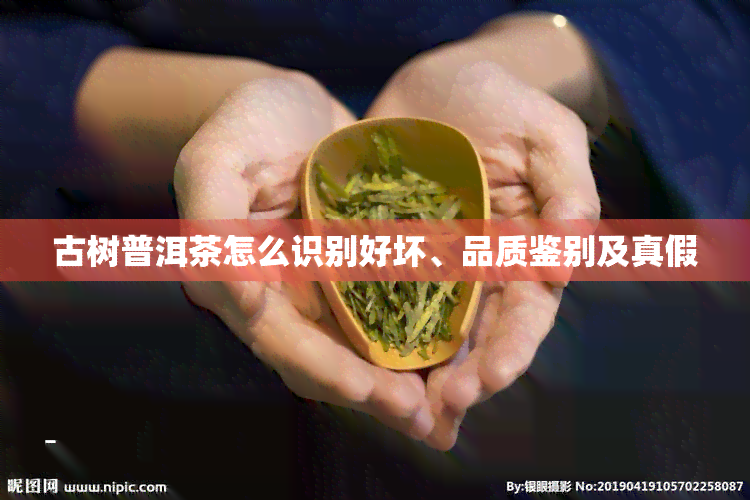 古树普洱茶怎么识别好坏、品质鉴别及真假