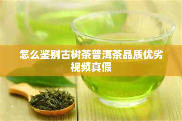 怎么鉴别古树茶普洱茶品质优劣视频真假