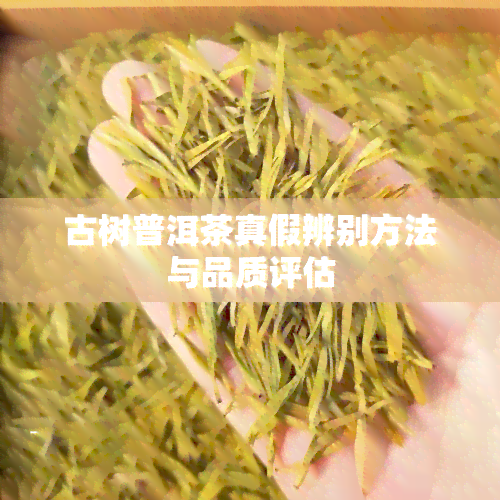 古树普洱茶真假辨别方法与品质评估