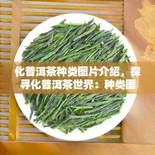 化普洱茶种类图片介绍，探寻化普洱茶世界：种类图片及介绍