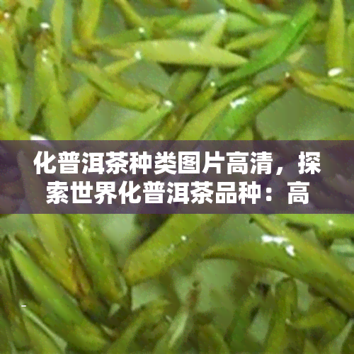 化普洱茶种类图片高清，探索世界化普洱茶品种：高清图片展示！