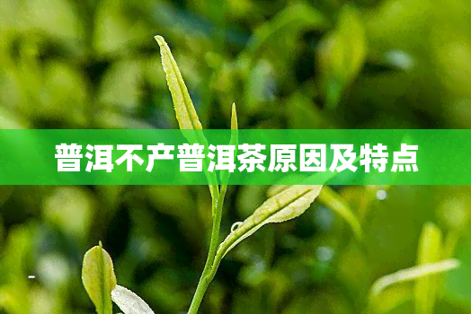 普洱不产普洱茶原因及特点